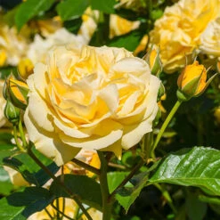 Rose 'Sweet Memories'