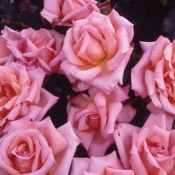 You Garden 21 Rose Climbing Compassion