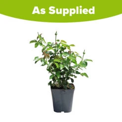 You Garden -You Garden 530571 1