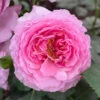 Rose 'Platinum Jubilee'