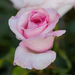 The Queen Elizabeth II Rose -You Garden 530718 2