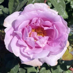 Rose 'Blue Moon'