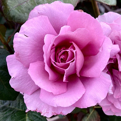 Rose 'Blue Moon' 2 Rose 'Blue Moon' - Image 2