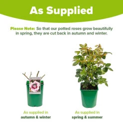 Rose 'Blue Moon' 5 Rose 'Blue Moon' -You Garden 530723 2