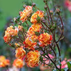 Rose Oranges And Lemons Papagena 7 Rose Oranges And Lemons Papagena -You Garden 530737 2