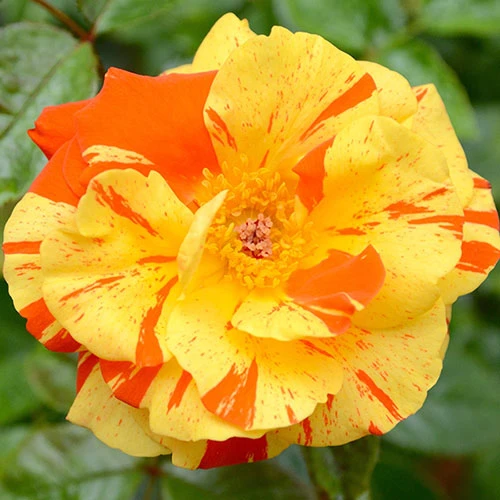 Rose Oranges And Lemons Papagena 4 Rose Oranges And Lemons Papagena - Image 4