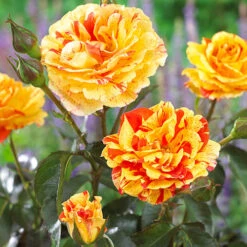 Rose Oranges And Lemons Papagena 9 Rose Oranges And Lemons Papagena -You Garden 530737 4
