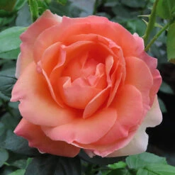 Rose Lady Marmalade ®