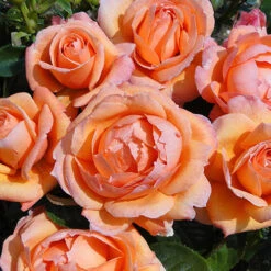 Rose Lady Marmalade ® -You Garden 530749 2