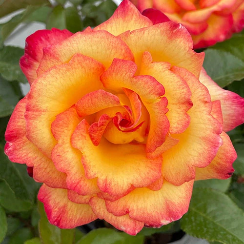 Rose Sheila's Perfume 2 Rose Sheila's Perfume - Image 2