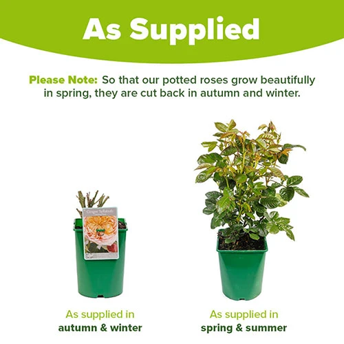 Rose Climbing Ginger Syllabub 2 Rose Climbing Ginger Syllabub - Image 2