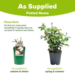 Rose Penny Lane 9 Rose Penny Lane -You Garden 531004 4