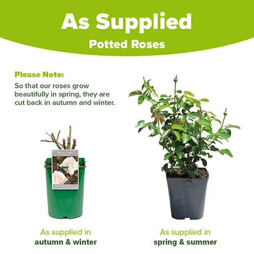 Rose Penny Lane 5 Rose Penny Lane - Image 5