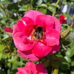 Rose Summer Sweetheart 9 Rose Summer Sweetheart -You Garden 531005 2