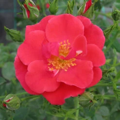 Rose Summer Sweetheart 11 Rose Summer Sweetheart -You Garden 531005 4