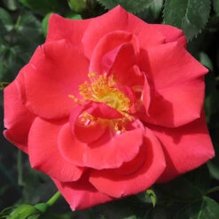 Rose Summer Sweetheart 12 Rose Summer Sweetheart -You Garden 531005 5