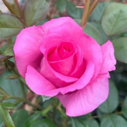 Rose Claire Marshall -You Garden 531006 1