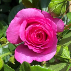 Rose Claire Marshall -You Garden 531006 2