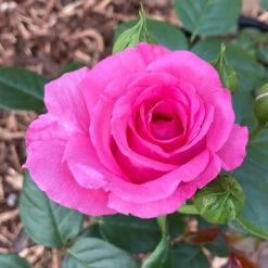 Rose Claire Marshall -You Garden 531006 3