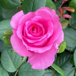 Rose Claire Marshall -You Garden 531006 4