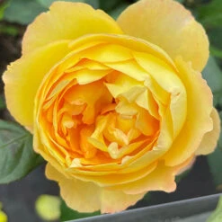 Rose Well Being -You Garden 531009 3