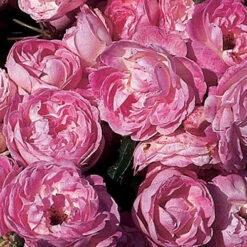 Rose Pearl Wedding 30th Anniversary