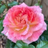Rose Designer Sunset 3L Potted