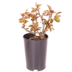 Rose Eureka 3L Potted 5 Rose Eureka 3L Potted -You Garden 531017 2
