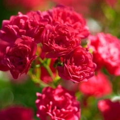 Rose The Fairy 1.5L X3 6 Rose The Fairy 1.5L X3 -You Garden 531029 2