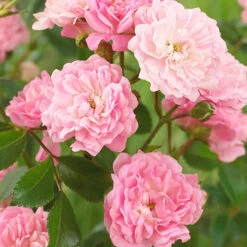 Rose The Fairy 1.5L X3 7 Rose The Fairy 1.5L X3 -You Garden 531029 3