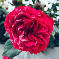 Rose Duke Of Edinburgh -You Garden 540034 4