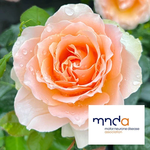 The Rob Burrow MND Rose 1 The Rob Burrow MND Rose