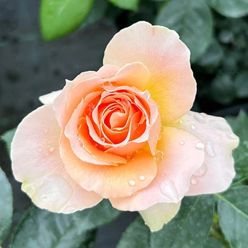 The Rob Burrow MND Rose 2 The Rob Burrow MND Rose - Image 2