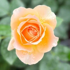 The Rob Burrow MND Rose 9 The Rob Burrow MND Rose -You Garden 540250 2