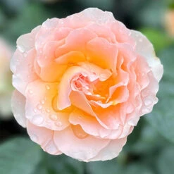 The Rob Burrow MND Rose 10 The Rob Burrow MND Rose -You Garden 540250 3