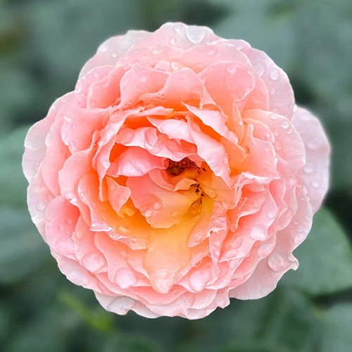 The Rob Burrow MND Rose 5 The Rob Burrow MND Rose - Image 5