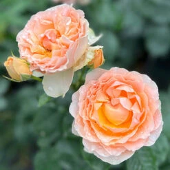 The Rob Burrow MND Rose 12 The Rob Burrow MND Rose -You Garden 540250 5