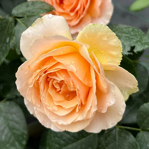 The Rob Burrow MND Rose 7 The Rob Burrow MND Rose - Image 7