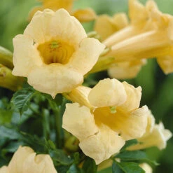 Patio Campsis 'Yellow Trumpet' -You Garden 550002 2