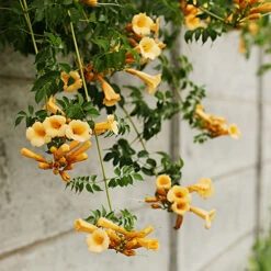Patio Campsis 'Yellow Trumpet' -You Garden 550002 3