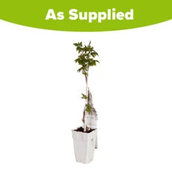 Patio Campsis 'Yellow Trumpet' -You Garden 550002 4