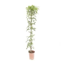 Pandorea Jasminoides -You Garden 550089 2