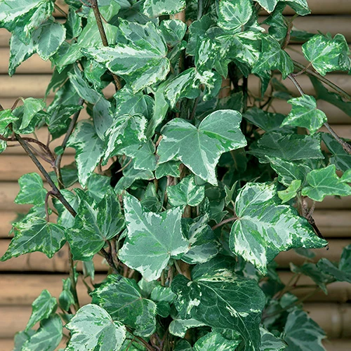 Coloured Ivy Collection 2 Coloured Ivy Collection - Image 2