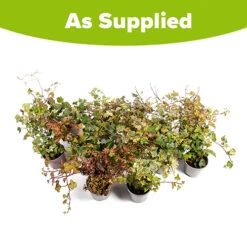 Coloured Ivy Collection 9 Coloured Ivy Collection -You Garden 550124 4