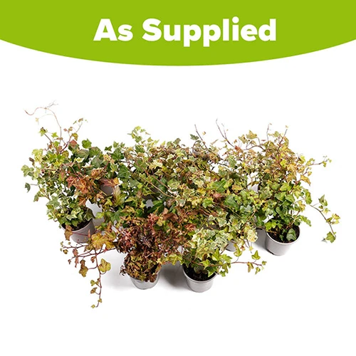 Coloured Ivy Collection 5 Coloured Ivy Collection - Image 5