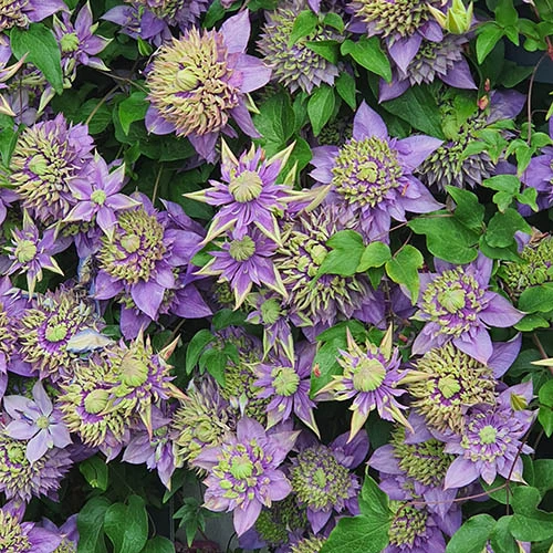 Clematis 'Taiga' 7 Clematis 'Taiga' - Image 7