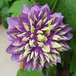 Clematis 'Taiga' 15 Clematis 'Taiga' -You Garden 550126 7