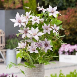 Patio Clematis Collection X 3, BOULEVARD(R) Series 12 Patio Clematis Collection X 3, BOULEVARD(R) Series -You Garden 550177 3