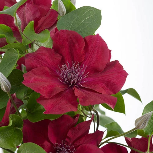 Patio Clematis Collection X 3, BOULEVARD(R) Series 5 Patio Clematis Collection X 3, BOULEVARD(R) Series - Image 5