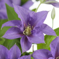 Patio Clematis Collection X 3, BOULEVARD(R) Series 14 Patio Clematis Collection X 3, BOULEVARD(R) Series -You Garden 550177 5